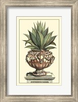 Framed Antique Munting Aloe IV