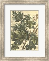 Framed Weathered Maple Leaves I