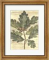 Framed Weathered Oak Leaves I