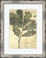 Framed Weathered Oak Leaves II