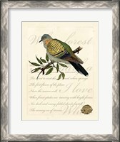 Framed Romantic Dove I