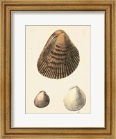 Framed Antique Diderot Shells II