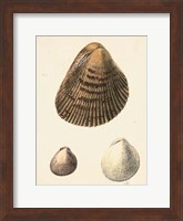 Framed Antique Diderot Shells II