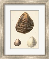 Framed Antique Diderot Shells II