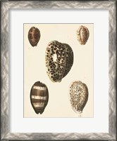 Framed Antique Diderot Shells III