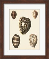 Framed Antique Diderot Shells III