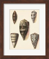 Framed Antique Diderot Shells IV