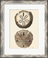 Framed Antique Diderot Shells V