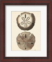Framed Antique Diderot Shells V