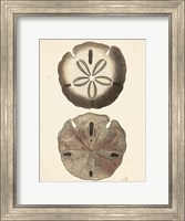 Framed Antique Diderot Shells V