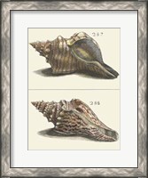 Framed Seashell Menagerie II