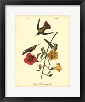 Framed Mango Hummingbird
