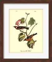 Framed Bay Breasted Wood-Warbler