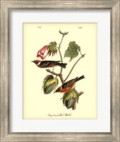 Framed Bay Breasted Wood-Warbler