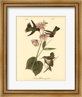 Framed Anna Hummingbird