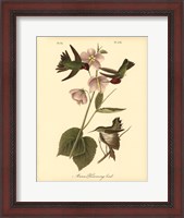 Framed Anna Hummingbird