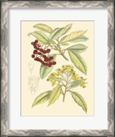 Framed Berries & Blossoms I