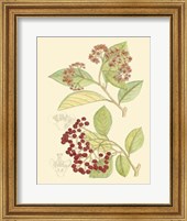 Framed Berries & Blossoms II