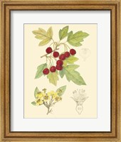 Framed Berries & Blossoms III
