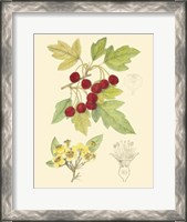 Framed Berries & Blossoms III