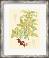 Framed Berries & Blossoms IV