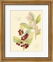 Framed Berries & Blossoms VI