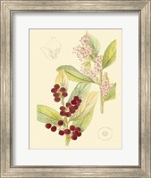 Framed Berries & Blossoms VI