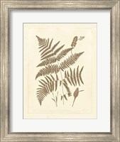 Framed Sepia Ferns I