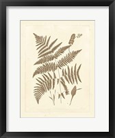 Framed Sepia Ferns I
