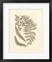 Framed Sepia Ferns III