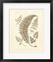 Framed Sepia Ferns IV