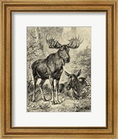 Framed Vintage Moose or Elk