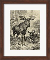 Framed Vintage Moose or Elk