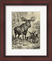 Framed Vintage Moose or Elk