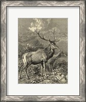 Framed Vintage Roe Deer II