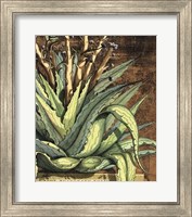 Framed Graphic Aloe I
