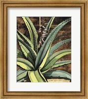 Framed Graphic Aloe III
