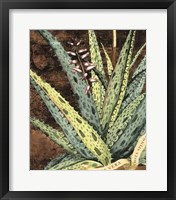 Framed Graphic Aloe IV