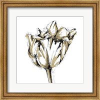 Framed Tulip Sketch I