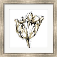 Framed Tulip Sketch I
