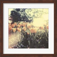 Framed Tulipa Exposta II