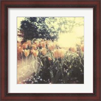 Framed Tulipa Exposta II