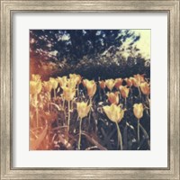 Framed Tulipa Exposta III