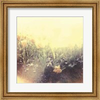 Framed Tulipa Exposta IV