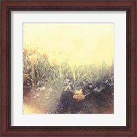 Framed Tulipa Exposta IV