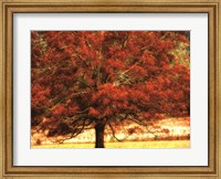 Framed Autumn Oak I