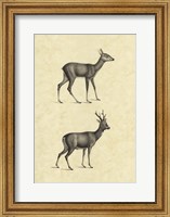 Framed Vintage Deer I