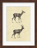 Framed Vintage Deer I