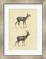 Framed Vintage Deer I