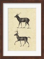 Framed Vintage Deer II